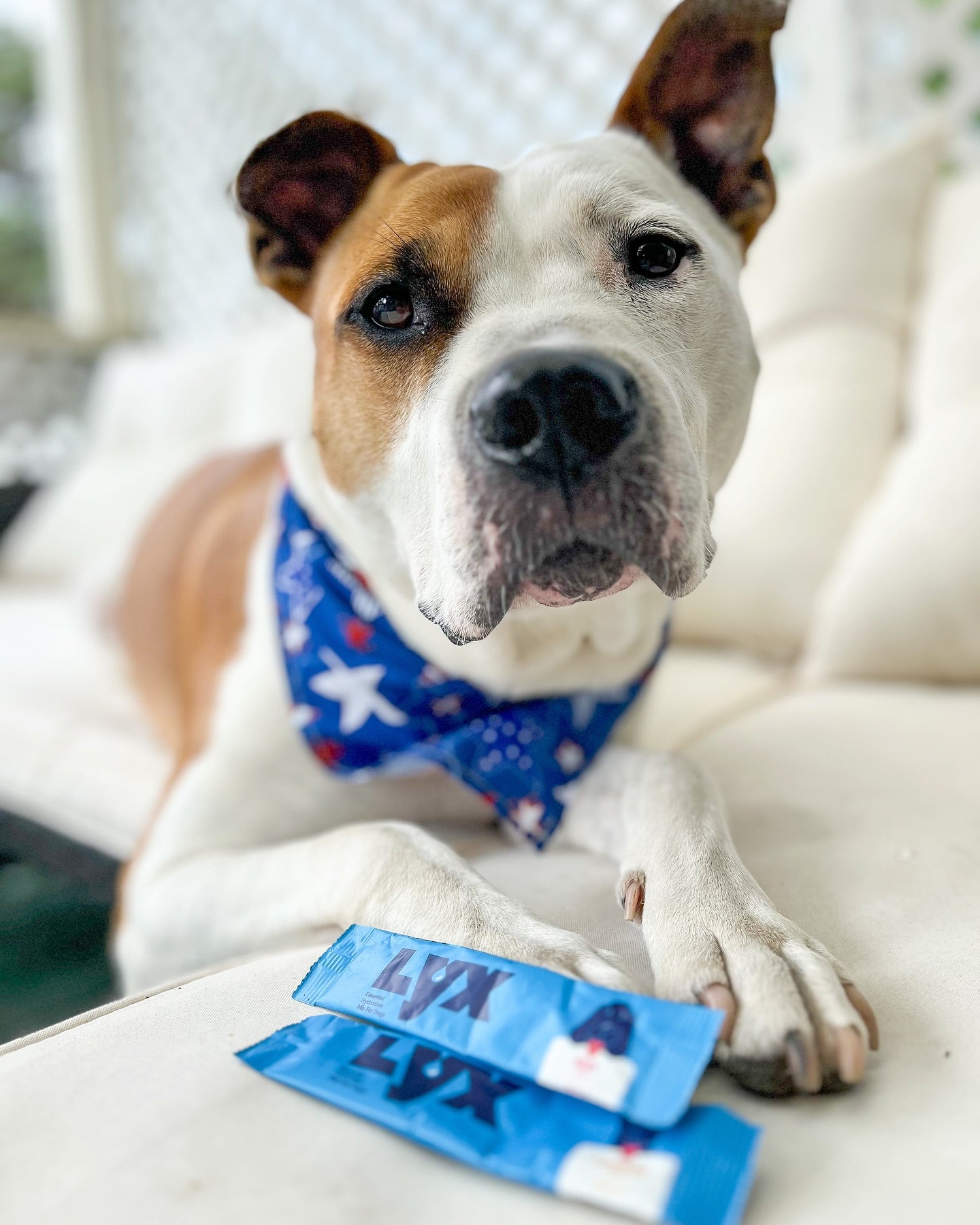 LYX Daily Essential Electrolyte Mix for Dogs - 7 Pack