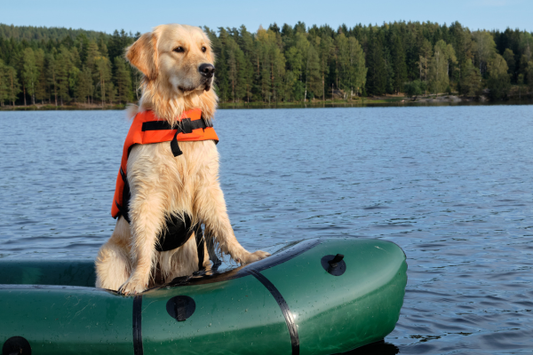 Dog on a raft in the water at a lake supporting the blog for LYX electrolyte hydration for dogs made with broth 