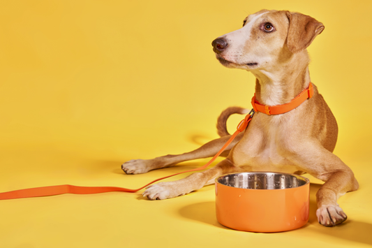 help my dog drink water