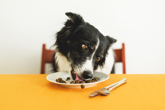 Dog erichment ides with food for dog hydration and electrolyes