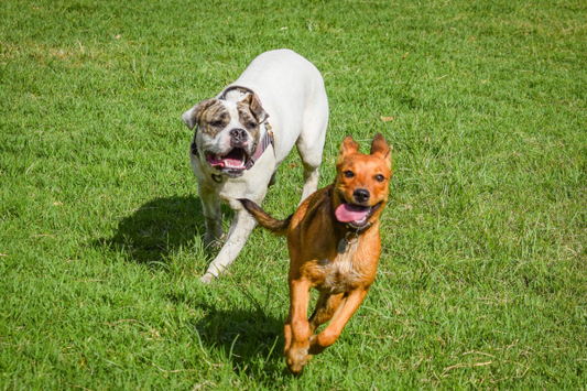 How to Tell if Your Dog is Dehydrated