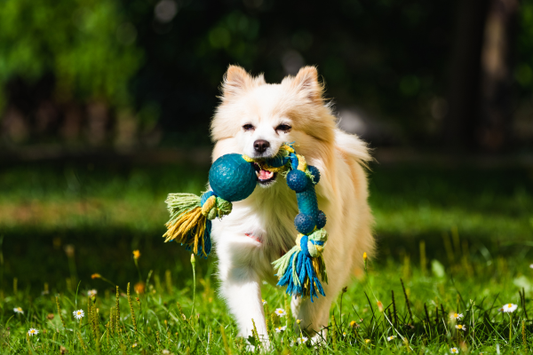 Dog playing in the grass. Image depicts a type of dog enrichment.