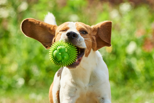 Best Enrichment Ideas for Dogs: Physical Enrichment