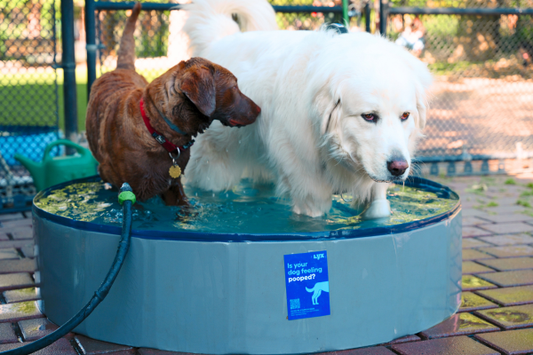How to Help Your Dog In a Heatwave