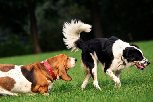 Best Enrichment Ideas for Dogs: Scent Based Enrichment