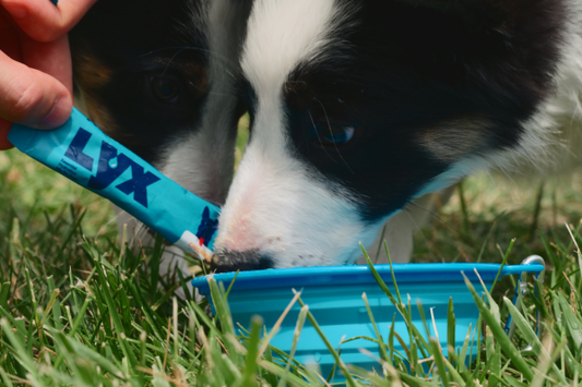 Picky Drinkers: How to Get Your Dog to Drink Water