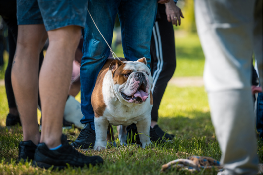 Best Enrichment Ideas for Dogs: Social Enrichment