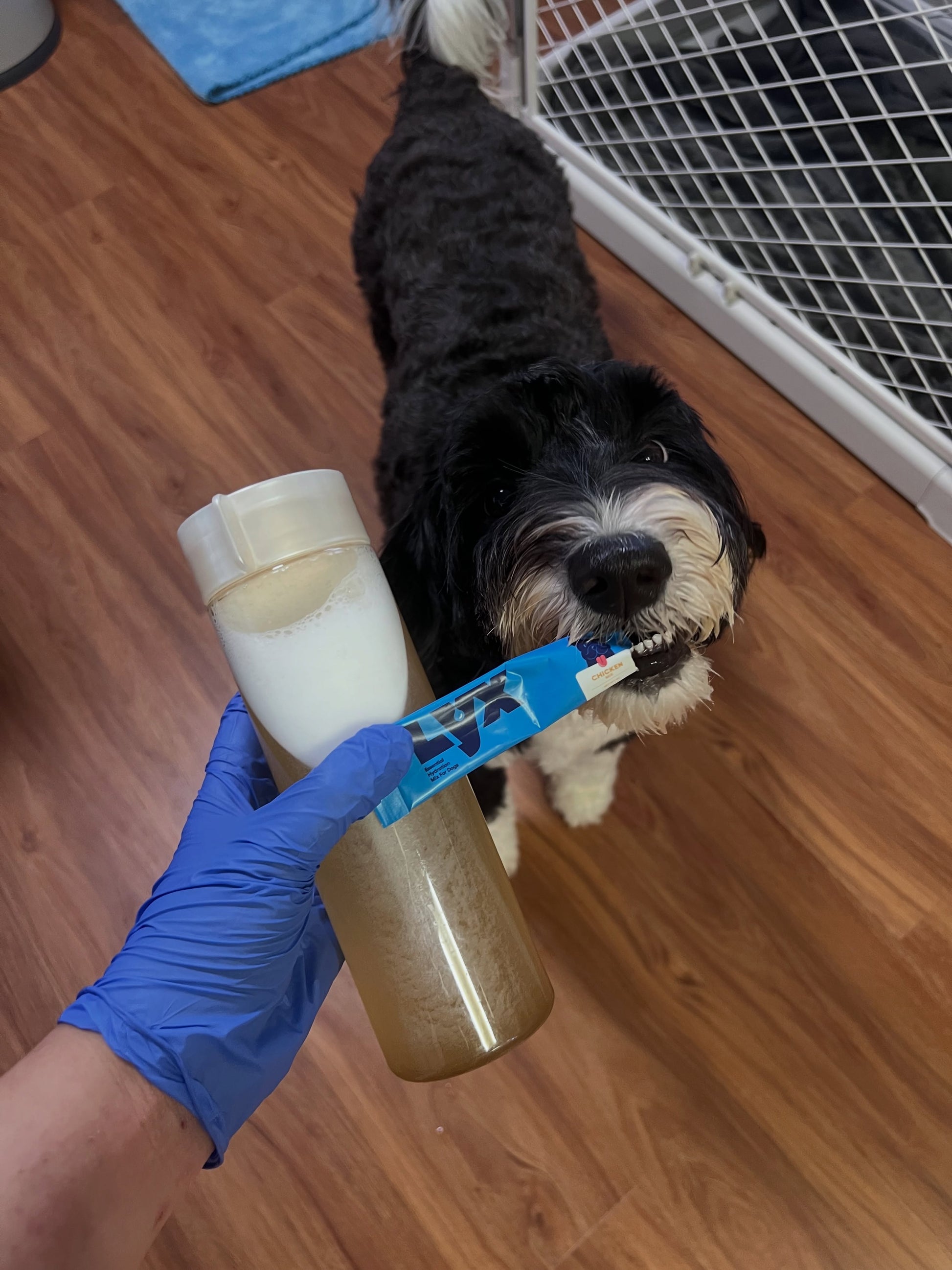 A small black and white dog is being treated with a blue oral care tube held by a gloved hand, with a clear bottle containing a white liquid. The scene takes place on a wooden floor next to a white pet gate.