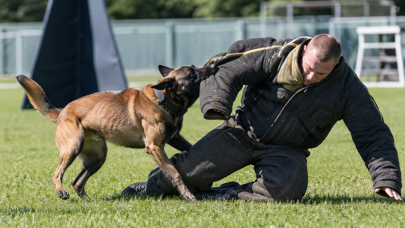 K9 Takedown Supreme